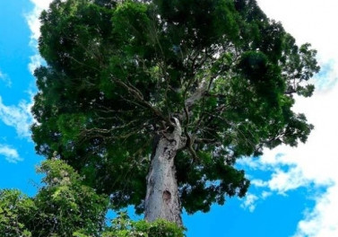 Árvore encontrada na Reserva Natural Vale está entre as descobertas recentes mais incríveis do mundo