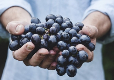 Recursos do Bandes incentivam produção de frutas