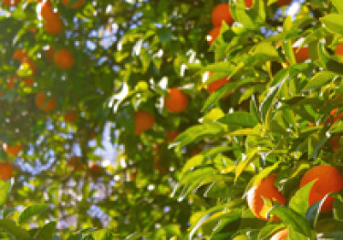 Apoio do Bandes à agroindústria é alternativa para aumento da produtividade no campo