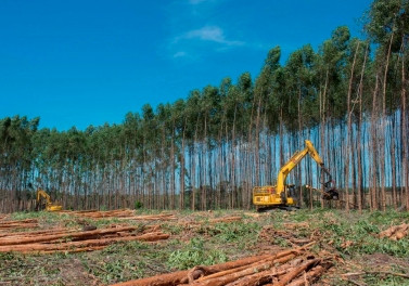 Suzano abre inscrições para Programa de Aprendizagem Florestal