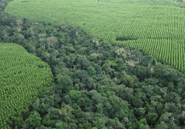 Comissão das Nações Unidas reconhece programa de restauração ambiental da Suzano entre os mais transformadores do Brasil