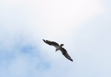 Registro raro: águia-pescadora corta o céu nas proximidades da Fibria, em Aracruz (ES)