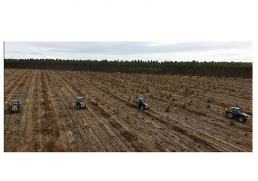 Floresta digital: manejo de formigas na palma da mão