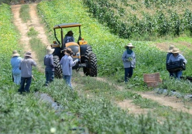 Produção Rural em retomada ao longo do Rio Doce