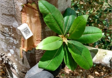 Árvores da bacia do rio Doce recebem QR Code com informações ambientais que poderão ser acessadas via celular