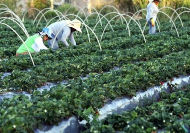 Projeto apoiado pela Suzano impulsiona a venda de 19 toneladas de alimentos da Agricultura Familiar no ES