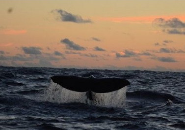 Projeto de Monitoramento Ambiental executado pela Petrobras registra 27 espécies de baleias e golfinhos na Bacia de Santos ao longo de 5 anos
