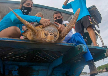 Projeto de Monitoramento de Praias registrou mais de doze mil animais este ano no litoral brasileiro