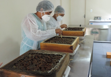 Projetos apoiados pela Suzano participam da Feira Sabores da Terra