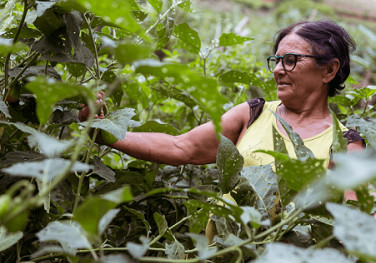 Restauração de 77 mil hectares poderá adicionar mais de R$ 23 milhões por ano no Alto Rio Doce