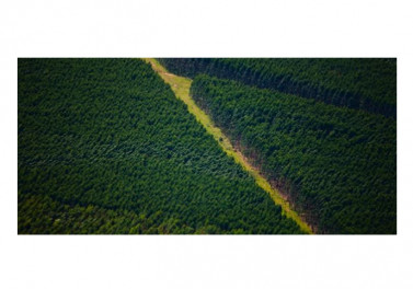 Suzano apoia a formação do Fórum Florestal da Amazônia
