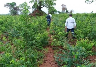 Tecnologia contribui para controle digital de plantas daninhas em plantios de eucalipto