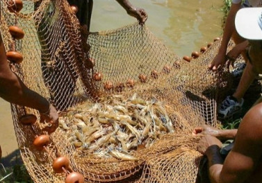 Fundação Renova: Pescadores de camarão de Vitória começam a receber indenização