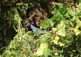 Dia da Água com palestras educativas e plantio de mudas em Itapemirim