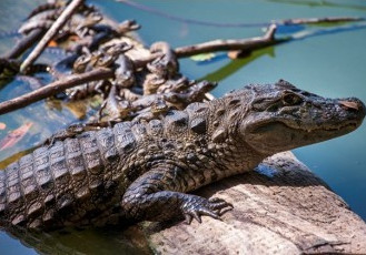 Exposição retrata fauna e flora do Parque Botânico Vale