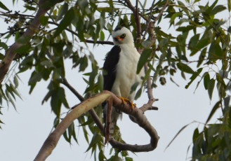 Gavião-pato: ave rara avistada em plantio de eucalipto da Fibria no Espírito Santo