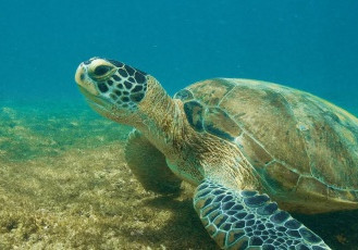 Parceria já tem mais de 3,5 mil tartarugas verdes avaliadas