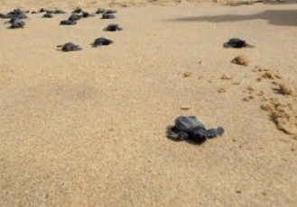 Petrobras destinou R$ 2,4 bi a projetos ambientais e sociais em sete anos