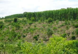 Programa de Restauração Florestal da Fibria supera metas