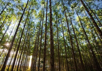 Representantes da The Nature Conservancy (TNC) conhecem experimento florestal realizado na Fibria