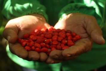 Ação sustentável reforça importância da conservação da floresta e gera quase R$ 3 milhões em renda para comunidades locais na Amazônia