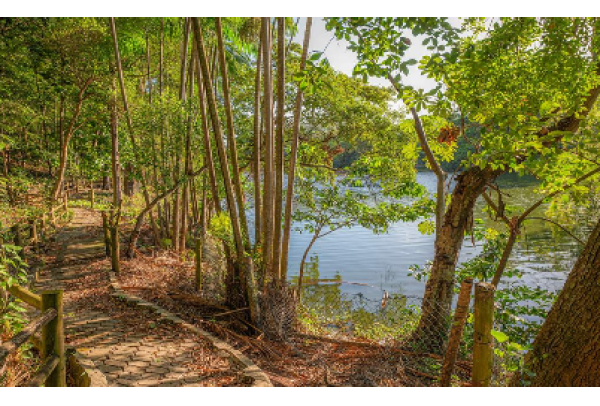 Em conexão com a natureza: evento “Banho de Floresta” chega ao Parque Botânico Vale