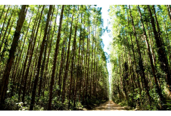 Suzano alcança redução histórica de 61% nos incêndios em suas áreas florestais com ações estratégicas e tecnologia