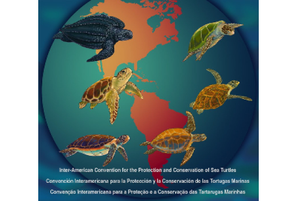 América unida pelas Tartarugas Marinhas
