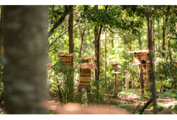 Parque Botânico Vale recebe Exposição de Abelhas Nativas sem Ferrão