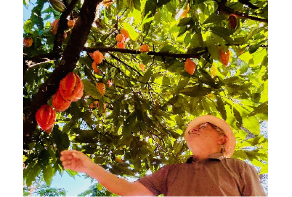 Assistência rural, da Samarco, ajuda no aumento da produção de cacau de cabruca na foz do Rio Doce
