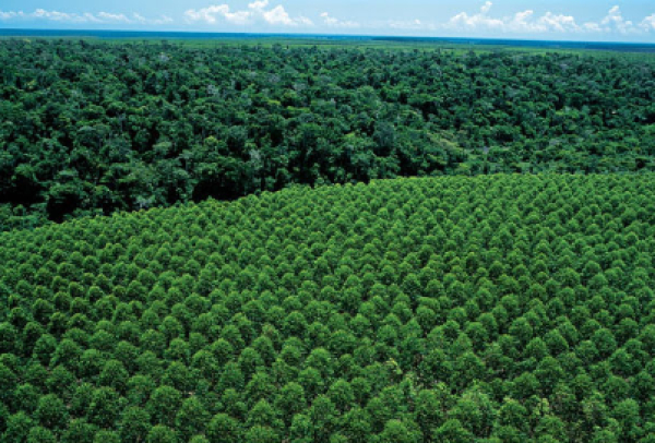 Dia da Árvore: Suzano reforça compromisso com desmatamento zero e conservação da biodiversidade