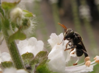 Edital seleciona instituições para atuarem em projeto de criação de abelhas sem ferrão no ES