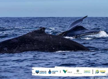 Festival da Baleia promove conscientização ambiental