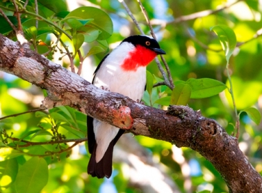 Ave do ES deve brilhar em feira de observadores de aves do Brasil e do mundo