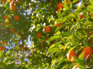 Apoio do Bandes à agroindústria é alternativa para aumento da produtividade no campo