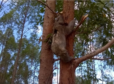 Veracel e Suzano se unem para realizar o maior monitoramento privado de fauna e flora do país