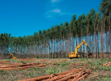 Suzano abre inscrições para Programa de Aprendizagem Florestal