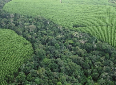 Comissão das Nações Unidas reconhece programa de restauração ambiental da Suzano entre os mais transformadores do Brasil