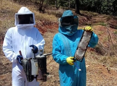 Curso sobre produção de mel é realizado em Dionísio, no Vale do Aço (MG)