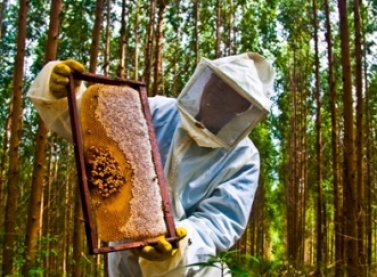 Fibria capacita apicultores em técnicas de vendas