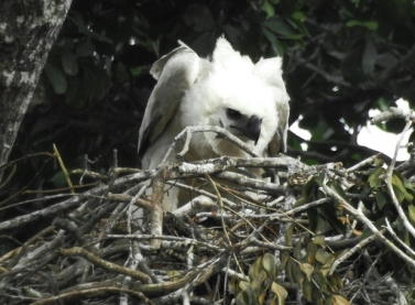 Filhote de harpia nasce na Reserva Natural Vale, em Linhares (ES)