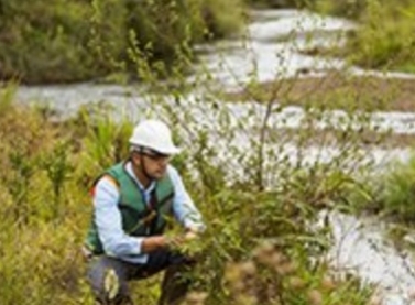 Taxa de sobrevivência de espécies nativas plantadas em área atingida é de 95%