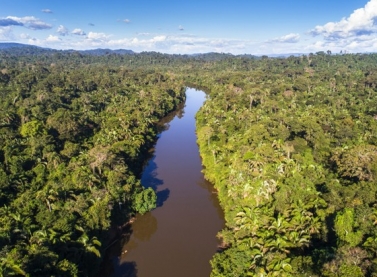 Fundo Vale, com Microsoft e Imazon, criarão Inteligência Artificial na proteção da Amazônia