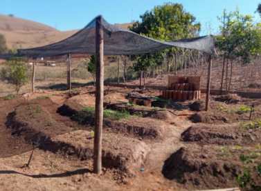 Implantação de hortas e pomares fortalecem a agricultura sustentável em municípios mineiros