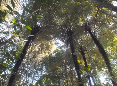 Inovação e tecnologia potencializam ações de conservação e restauração ecológica da Suzano