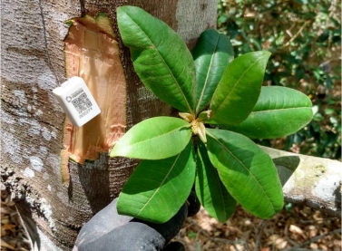 Árvores da bacia do rio Doce recebem QR Code com informações ambientais que poderão ser acessadas via celular