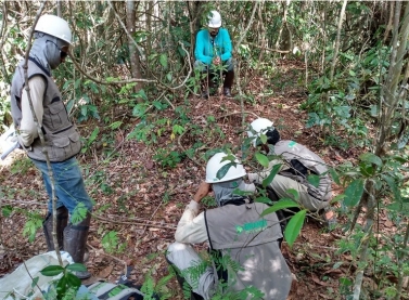 Conheça o Inventário Florestal da bacia do rio Doce