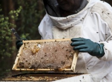 Programa Colmeias da Fibria completa 15 anos e comemora alto índice de produção de mel, na região de Capão Bonito (SP)