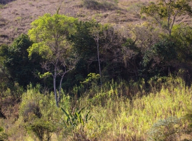 Bacia do Rio Doce terá monitoramento de fauna e flora terrestre