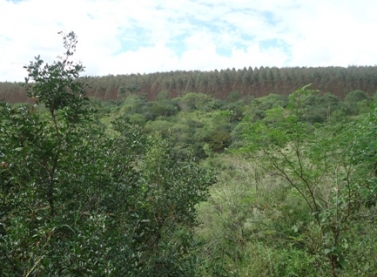 Suzano promoveu a restauração ambiental em 6,7 mil hectares nos últimos dez anos